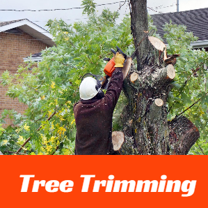 Tree Trimming  