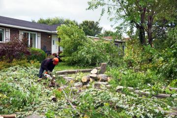 Stump Grinding 